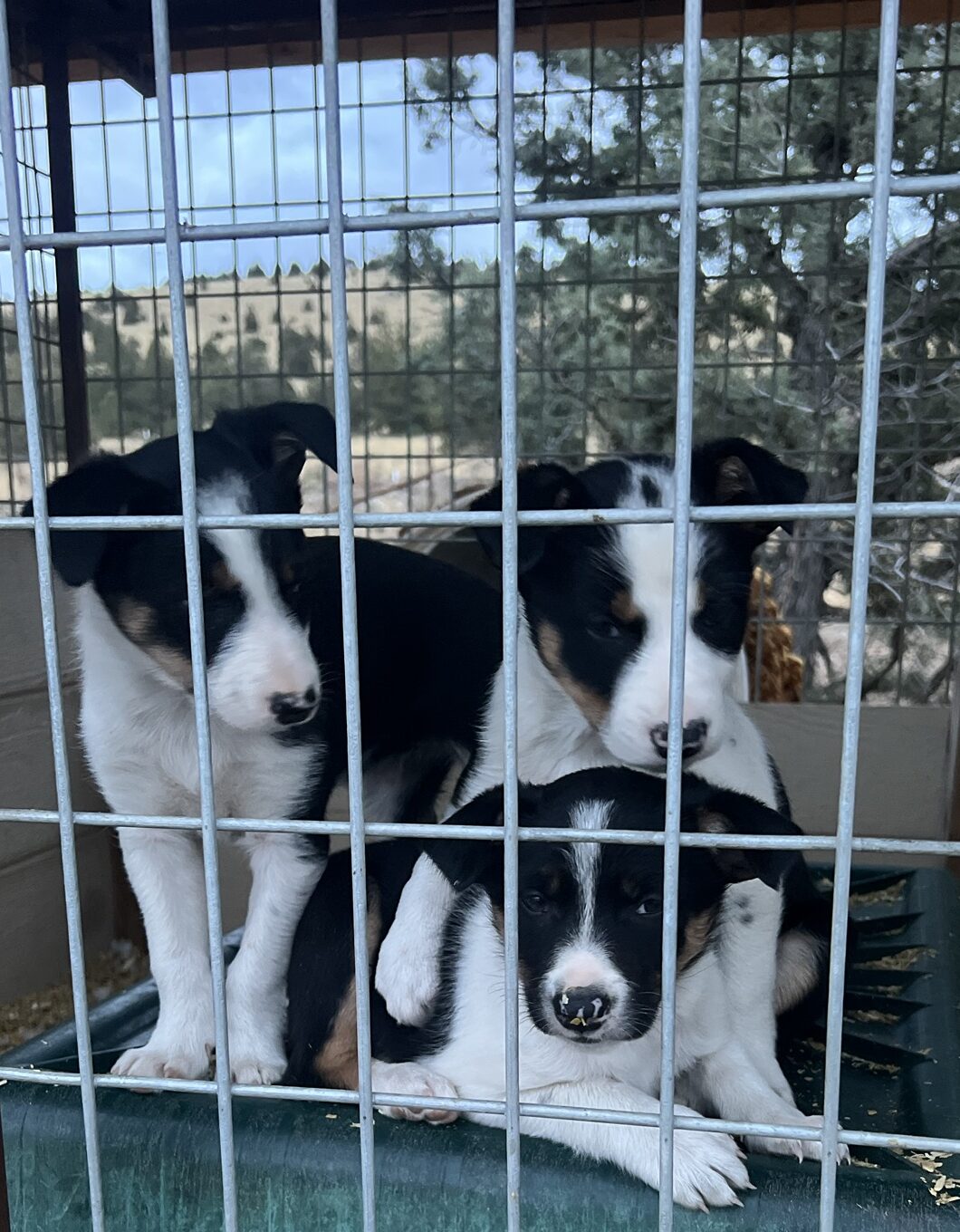 Group of border collie puppies